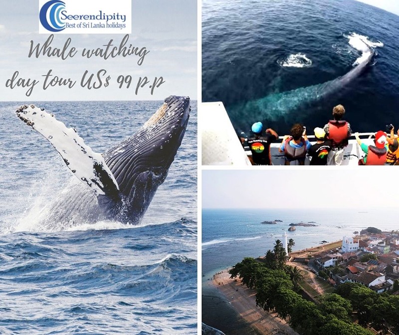 Sri Lanka whale watching tour
