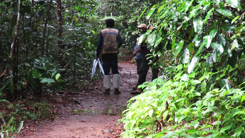 sinharaja forest reserve tour