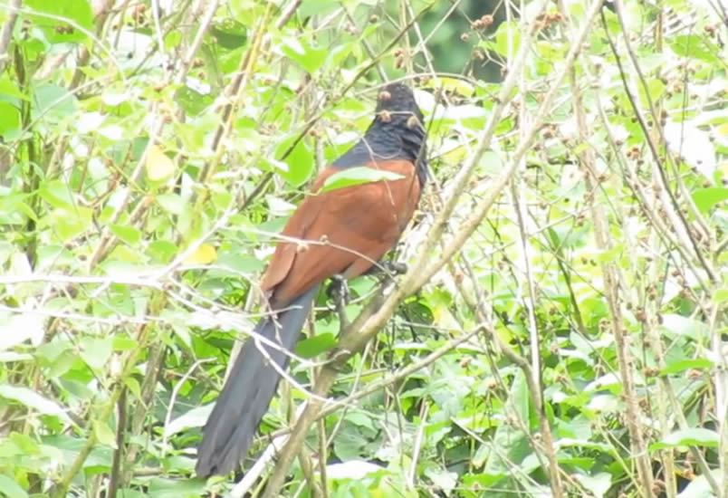green bille coucal, Kandy city Tour, Sigiriya Sanctuary For Best Bird Watching in Sri Lanka