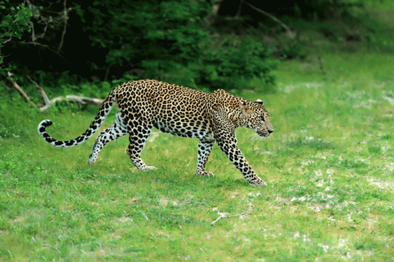 Leopard at yala national park, Sri Lanka day trips from Bentota