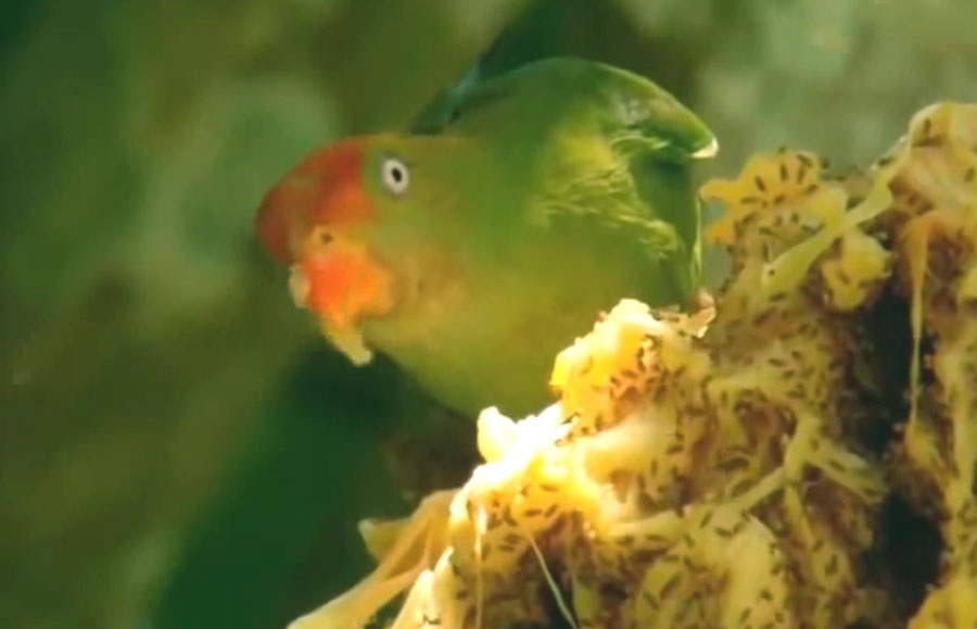 Sinharaja parrot, Kumana national park
