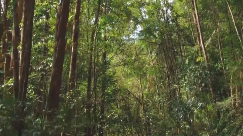 dense foliage of sinharaja forest