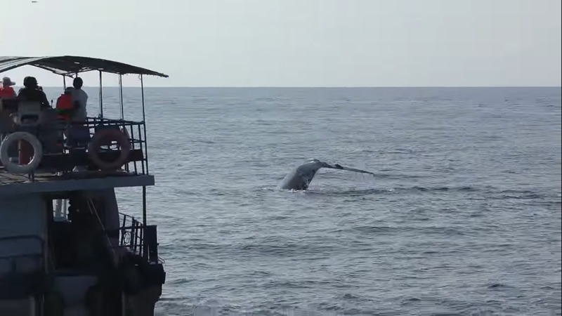 whale watching boat mirissa