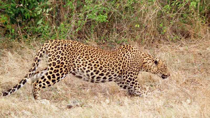 Visiting Sri Lanka in August