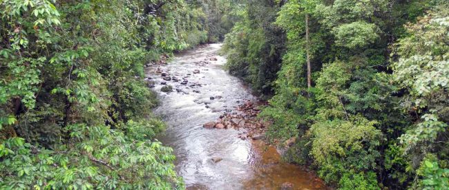 water stream sinharaja