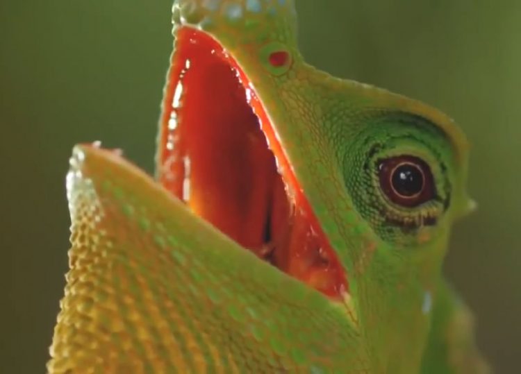 Bio-diversity of Sinharaja rain forest