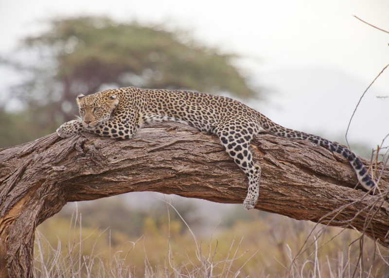 Sri Lanka 4-day quick tour