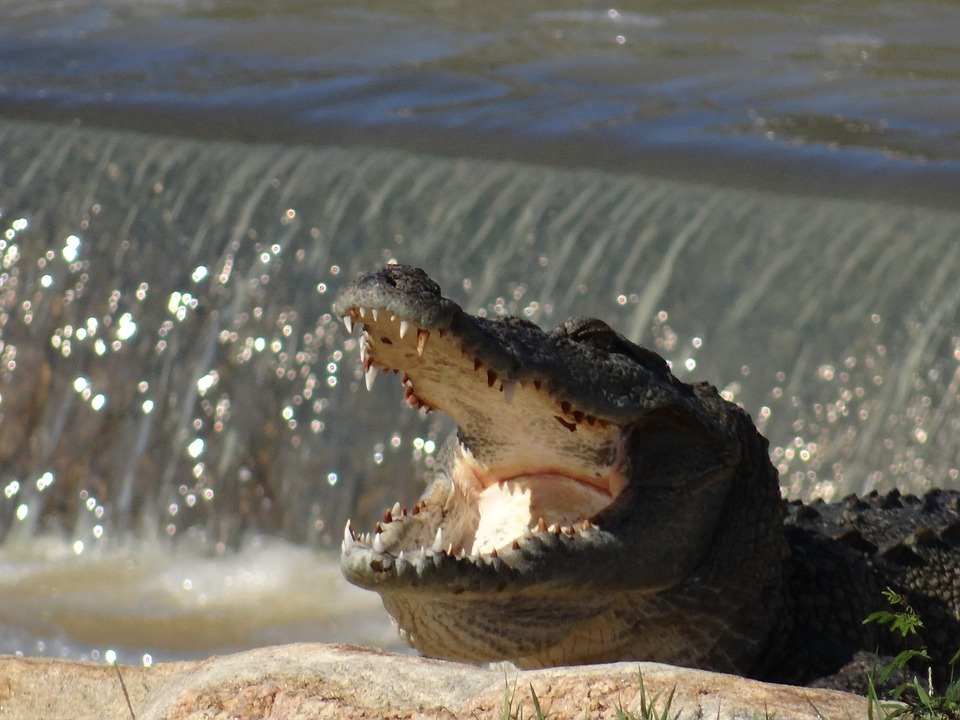 sri lanka crocodile, Galoya national park