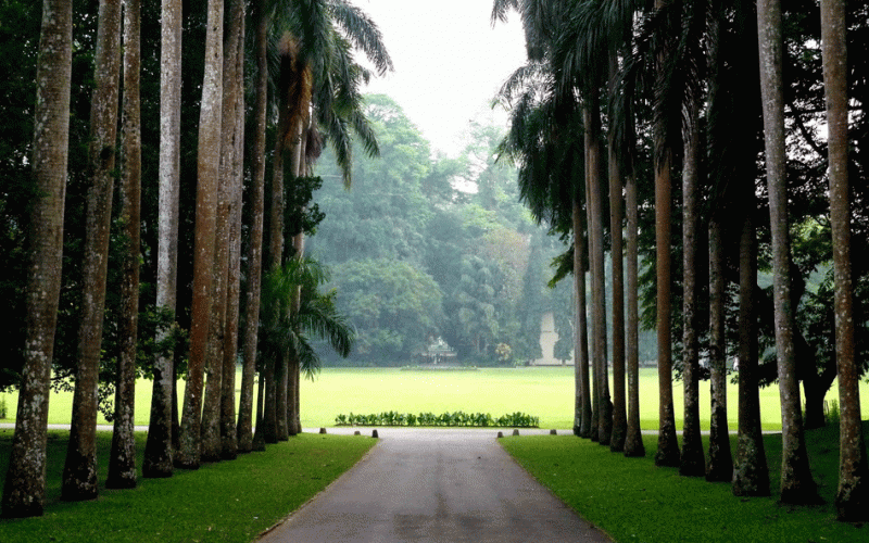 Ogród botaniczny Peradeniya