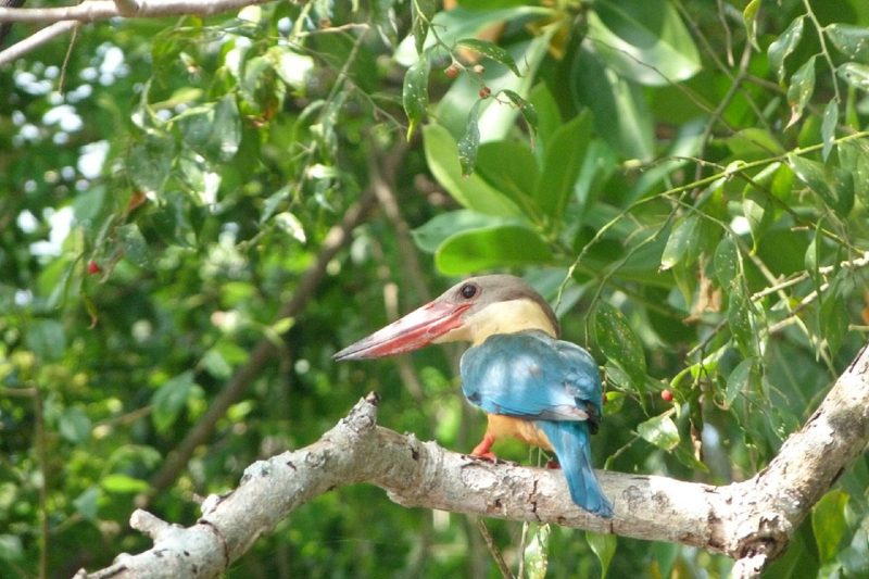 kingfisher, five lesser known natural attractions