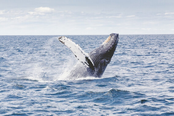 Planning a trip to Sri Lanka, sri lanka whale watching
