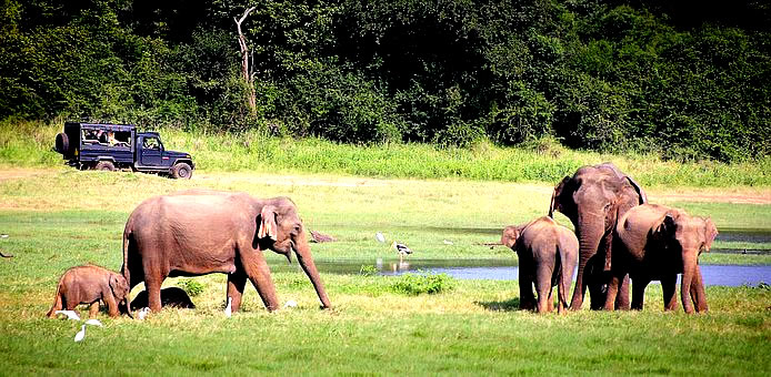 Minneriya National Park Safari, 단일 회로 내 4개의 스리랑카 야생 동물 사파리