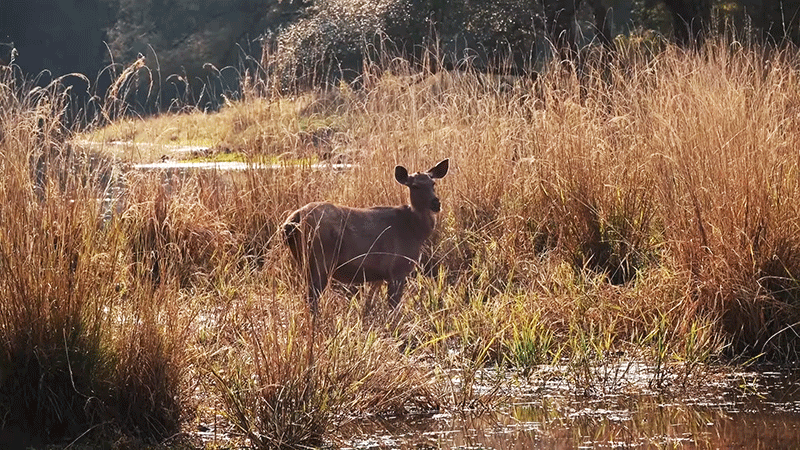 Sri Lanka Jungle Tours, sri lanka jungle trek