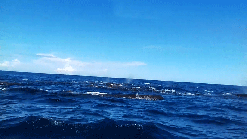 sri lanka bluw whales