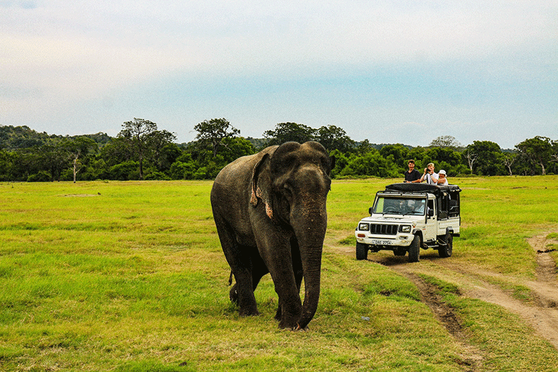 6 beste Gründe, Sri Lanka zu besuchen, Kaudulla-Nationalpark Sri Lanka